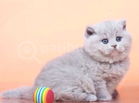 Peluş Lilac British Longhair görsel