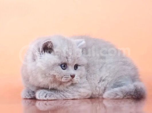 Peluş Lilac British Longhair görsel