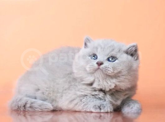 Peluş Lilac British Longhair görsel