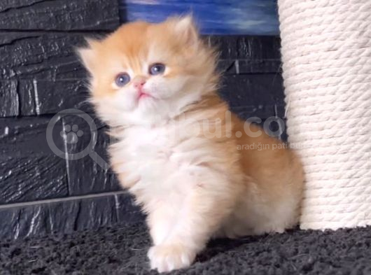 Bal Peteği Golden British Longhair