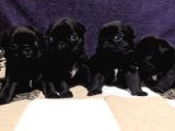 Dişi pug bebekler