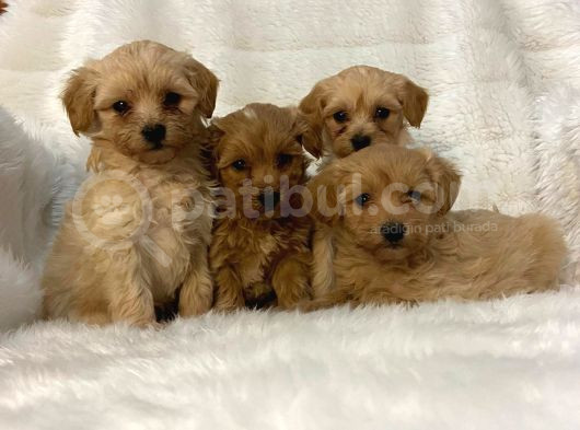 Ev Ortamında Poodle Yavrular