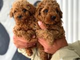 Toy Poodle Yavrular