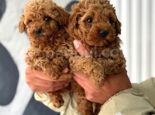 Ev Ortamında Poodle Yavrular görsel