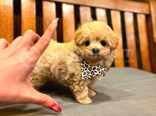 Teacup Boy Aşılı Maltipo Bebeklerim görsel