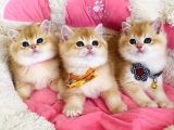 Scr Li Anne Babadan Golden Ny12 Brıtısh Shorthair Bebekleirm