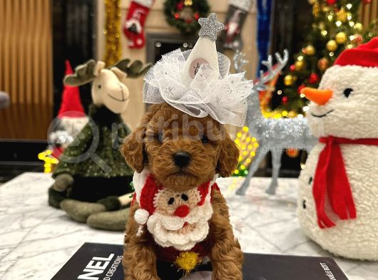 Hiçbir Yerde Göremeyeceğiniz Toy Poodle Bebekler görsel