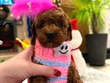 Var mı Benden Daha güzel Teacup poodle