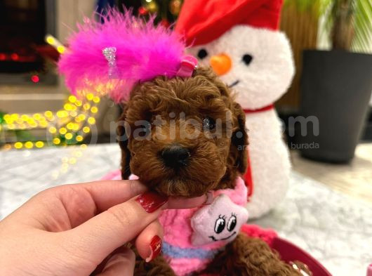 Var Mı Benden Daha Güzel Teacup Poodle görsel