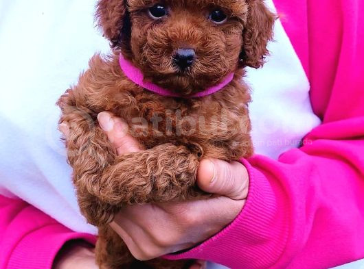 Ev Ortamında Poodle Yavrular görsel