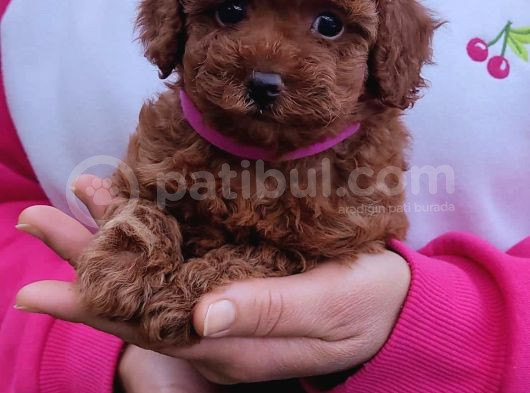Ev Ortamında Poodle Yavrular görsel