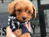 Avuç Kadar Poodle Ve Maltipo Bebekler