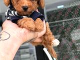 Avuç Kadar Poodle Ve Maltipo Bebekler