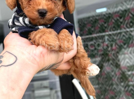 Avuç Kadar Poodle Ve Maltipo Bebekler görsel