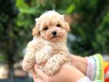 Avuç Kadar Poodle Ve Maltipo Bebekler