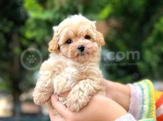 Avuç Kadar Poodle Ve Maltipo Bebekler görsel