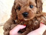 Toy Poodle Yavrular