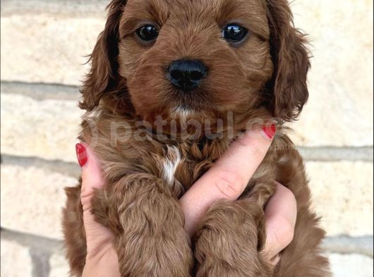Toy Poodle Yavrular görsel