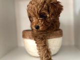 Sağlık Ve Irk Garantili Toy Poodle Yavrularımız