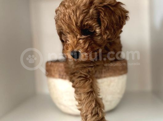 Sağlık Ve Irk Garantili Toy Poodle Yavrularımız görsel