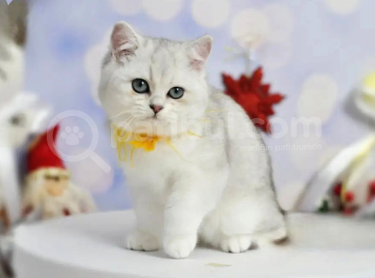Asıl Silver British Shorthair görsel