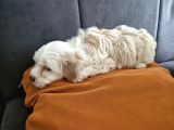 3 Aylık Dişi Maltipoo