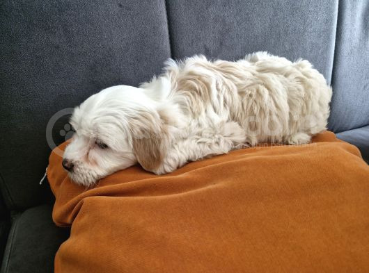 3 Aylık Dişi Maltipoo görsel