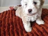 3 Aylık Dişi Maltipoo