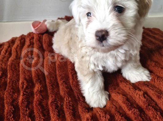 3 Aylık Dişi Maltipoo görsel