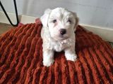 3 Aylık Dişi Maltipoo