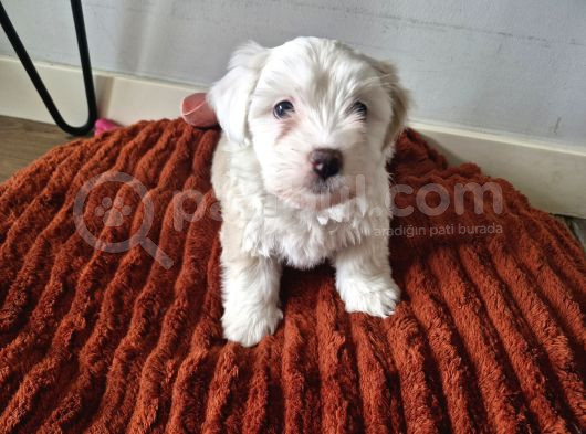 3 Aylık Dişi Maltipoo görsel