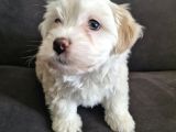 3 Aylık Dişi Maltipoo