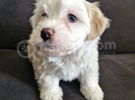 3 Aylık Dişi Maltipoo görsel