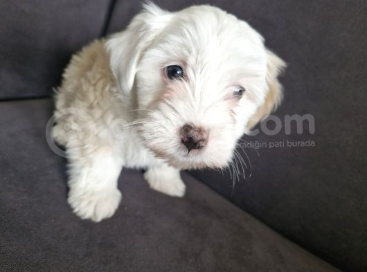 3 Aylık Dişi Maltipoo