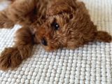 Sağlık Ve Irk Garantili Toy Poodle Yavrularımız