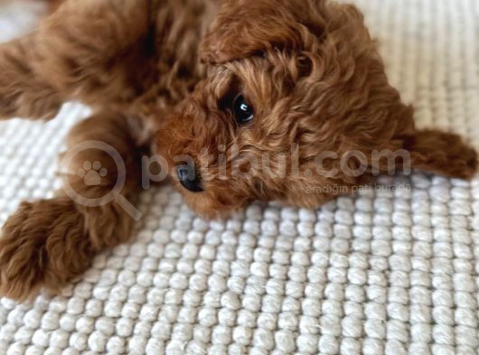 Sağlık Ve Irk Garantili Toy Poodle Yavrularımız görsel