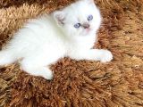 Bri̇ti̇sh Scoti̇sh Kar Beyaz