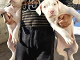 Kayseri Civarı 3 Aylık 1 Erkek 1Dişi Safkan Dogo Argentino