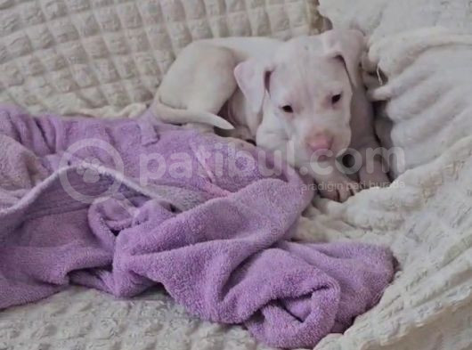 Kayseri Civarı 3 Aylık 1 Erkek 1Dişi Safkan Dogo Argentino