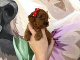 Sağlık Ve Irk Garantili Toy Poodle Yavrularımız