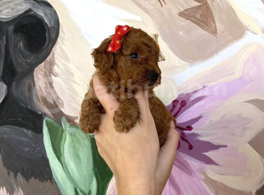 Sağlık Ve Irk Garantili Toy Poodle Yavrularımız görsel