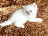 Bri̇ti̇sh Scoti̇sh Kar Beyaz