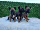 Safkan Irk Belçika Malinois Irkı Yavrularımız