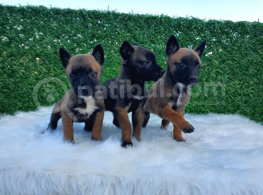Safkan Irk Belçika Malinois Irkı Yavrularımız