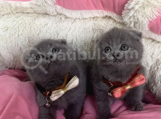 Ayı Suratlı Blue Scotısh Fold Bebeklerım görsel