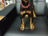 Safkan Eğitimli King Doberman Yavrularımız