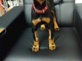 Safkan eğitimli king Doberman yavrularımız