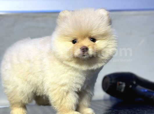 Show Kalite Teddybear Dişiler görsel