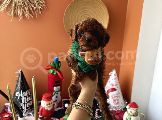 Teacup Kore Poodle Dişi Erkek görsel