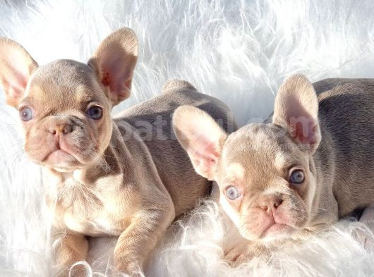 Sadece En Iyi Exotic French Bulldoglar